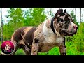 10 RAZAS DE PITBULL ÚNICAS EN EL MUNDO