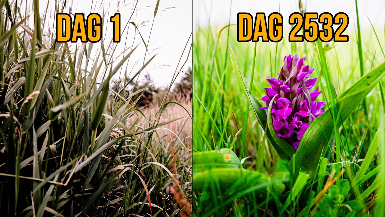 Fra græsørken til vild natur - Grøn Trepart kan forandre ådalene