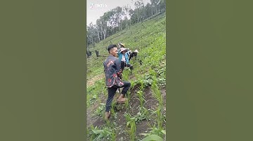 Lúa nương rẫy đấy các bạn