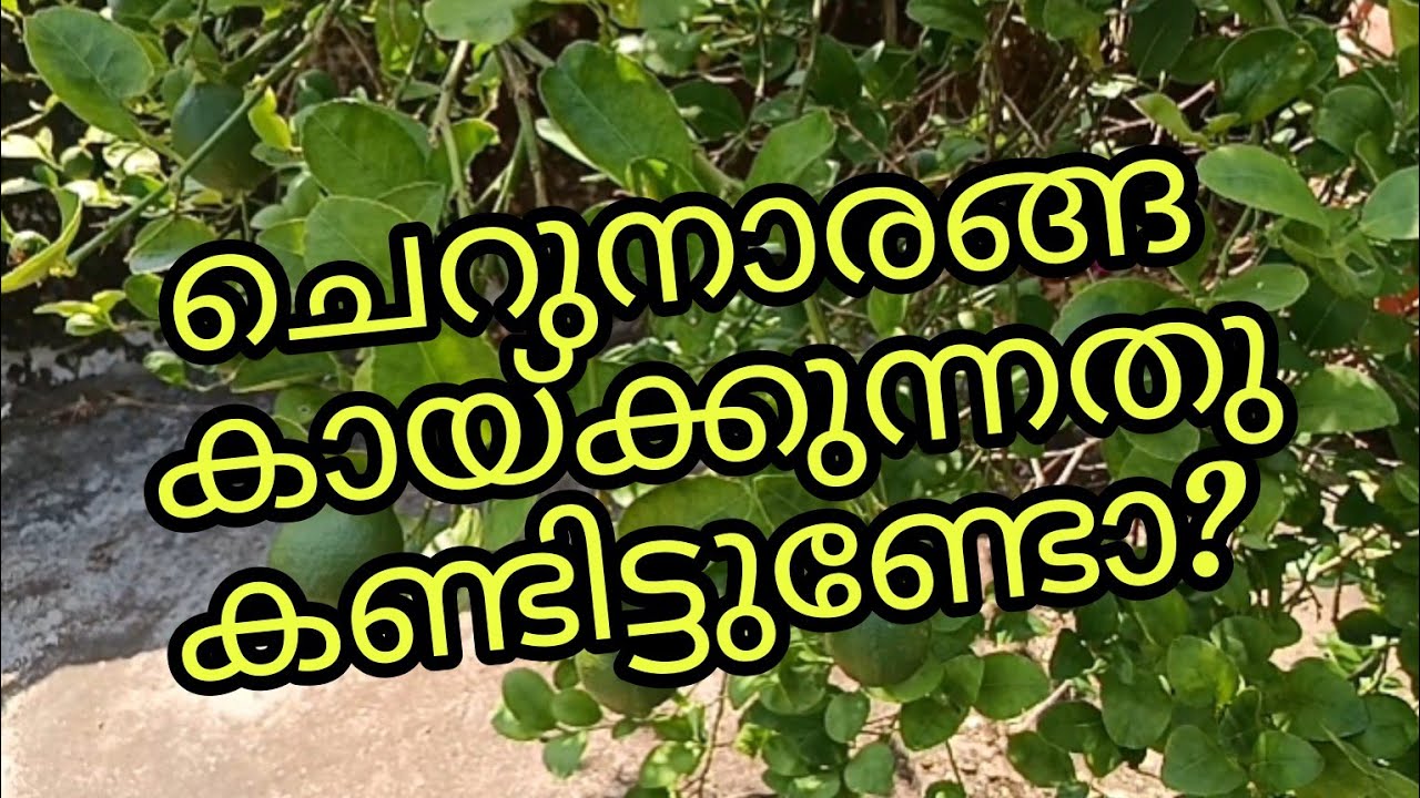 Lemon 🍋ചെറുനാരങ്ങ 