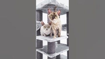 Why do cats need scratching posts