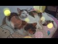 Cute moments of friendship between cute cats Mičiulė and Miciulė