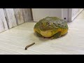 全然食べれてなくてかわいい
