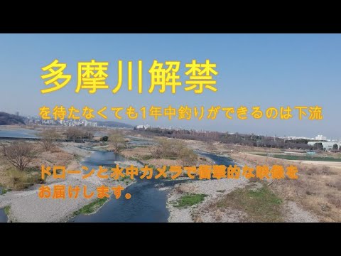 多摩川解禁 でなくても1年中釣りができる下流 Youtube 多摩川解禁 でなくても1年中釣りができる下流 Youtube