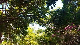 St Lucian Flora And Fauna