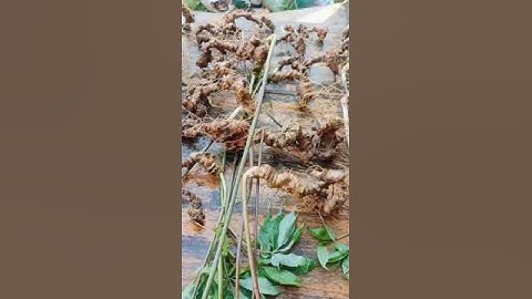 Xuống núi 2,2kg sâm rừng già đanh chắc củ hàm lượng #saponin rất cao 80tr/1kg  #sâm_ngọc_linh_rừng