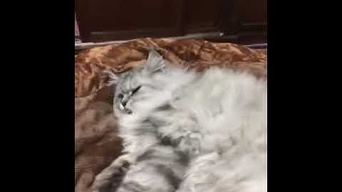 The most lazy cat ever