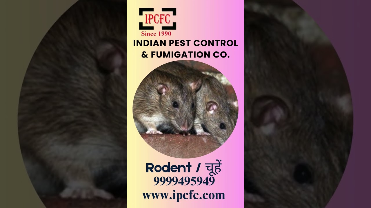 Indian Pest Control, Termite, Cockroach, Bedbugs, Rodent Control – IPCFC Experts Since 1990