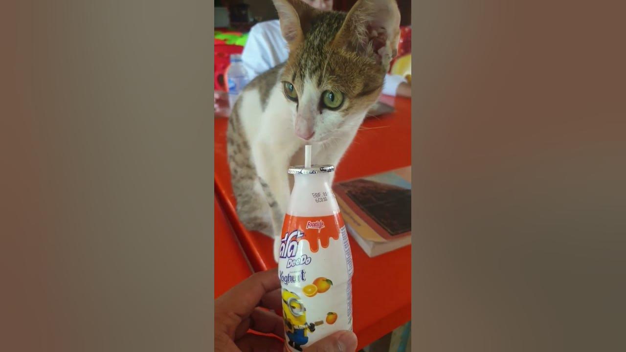 funny-cat-drinking-milk-funny-cat-fun-youtube