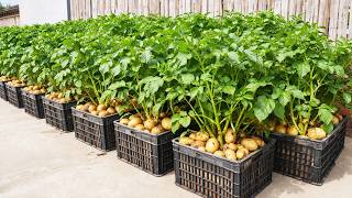 Grow Potatoes and Tomatoes in Containers – Easy Home Garden