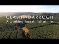 Clashindarroch: A working forest full of life