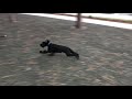 “Atticus” The Black Standard Schnauzer playing at dog park!