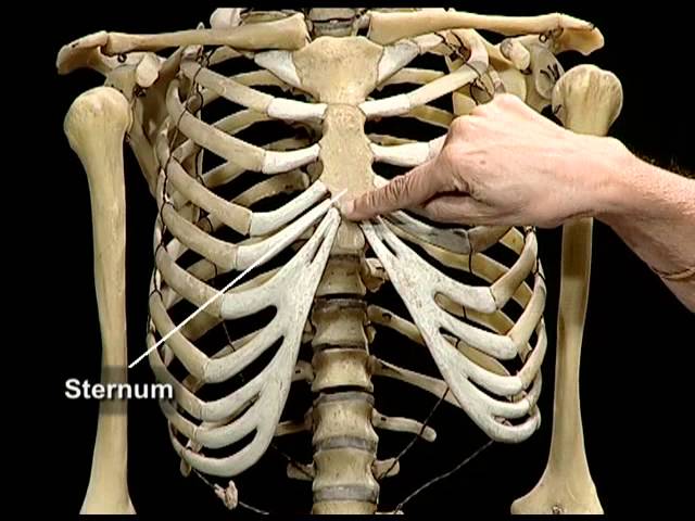 Human Skeletal System Youtube