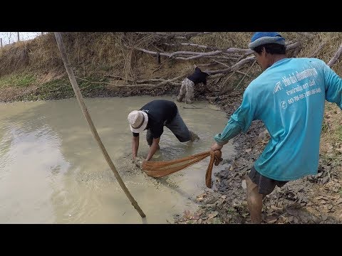 วีดีโอ: วิธีการระบุปลา
