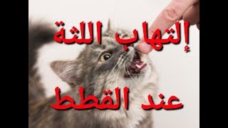 علاج إلتهاب اللثة والأسنان عند القطط بالمنزل
