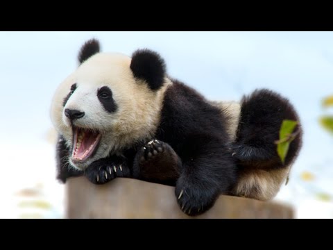 Video: Panda ma'lumotlar ramkalarini qanday birlashtiraman?