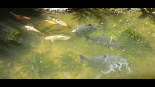 Various Fish in Pond