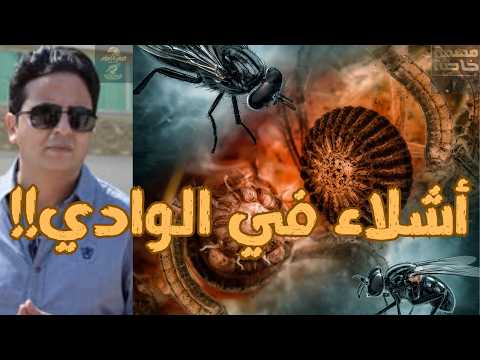 قبل مباراة مصر وإيران في كأس العالم 2026: وأشلاء في الوادي