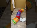 My Cat Is OBSESSED With This Tube Toy 😹🌈#cat #pets #catlovers #shorts