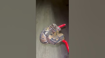 How a Ball Pythons look during shed.#reptiles #ksr#python #animals #snake #pets #subscribe #success