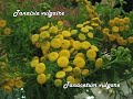 Abmars Expo 2016_Plantes sauvages