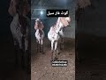 goats for sale ننبی گوٹ اینڈ کیٹل فارم خوشاب #goat #beautifullgoats #goatfarming #goat #beautifull