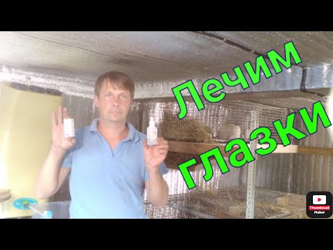 Что делать если у кролика слезятся глаза. Личный опыт лечения.
