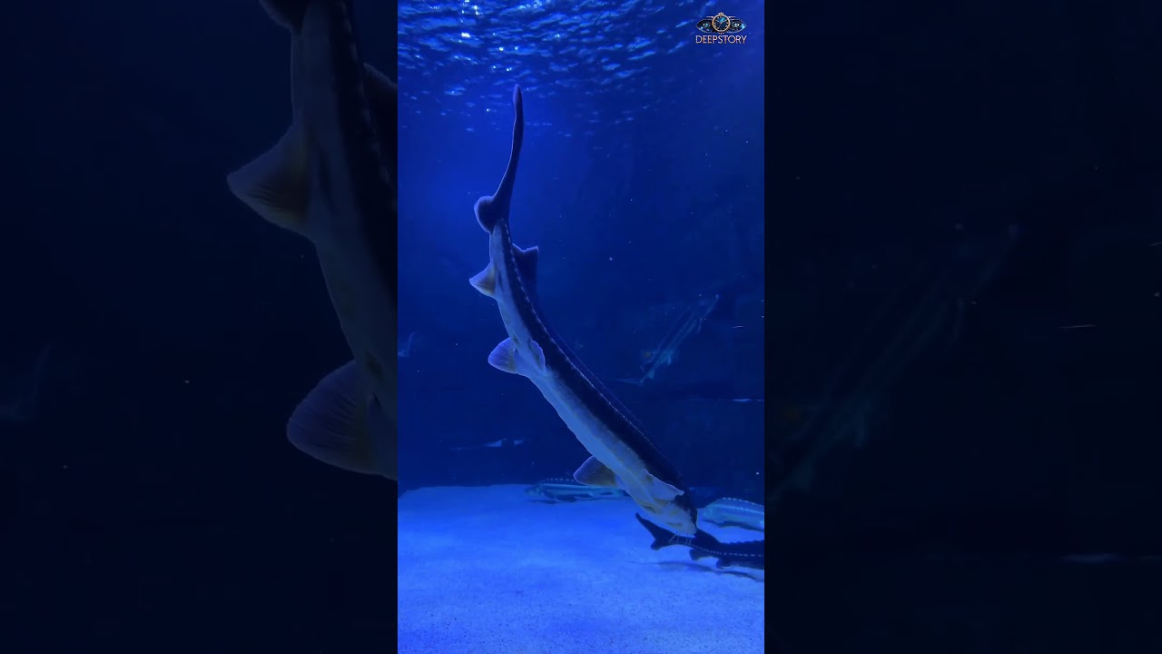 সমুদ্রের তলদেশের অজানা রহস্য  ১০০০ বছর পুরনো ধ্বংসাবশেষ 