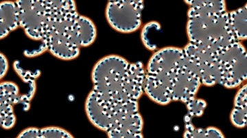 Multiple Neighborhoods Cellular Automata