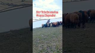 #keşfet #kangal #viralvideo #yavruhayvanlar #koyun#doğa #animals #shortvideo#köy#trending #viral#fyp