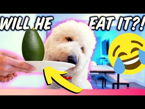 My Dog Tries Avocado, Fruits And Vegetables // Can My Dog Eat..