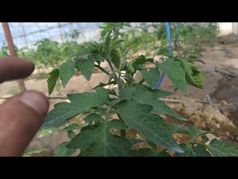 Video: Pomidorlarni O'ta Aniqlanganidan Noaniqgacha Shakllantirish