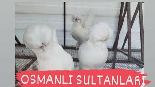 Osmanlı Sultan Ve Trabzon Gugullusu Milli Servet