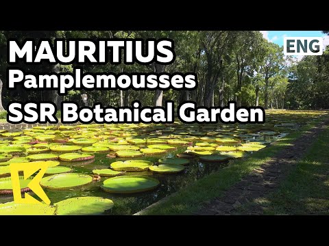 【K】Mauritius Travel-Pamplemousses[모리셔스 여행-팜플무스]팜플무스 식물원/SSR/Botanical Garden/Lotus Leaf