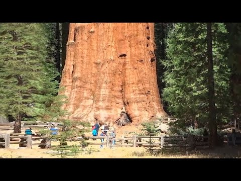 видео: 10 Невозможных Деревьев, Которые Реально Существуют