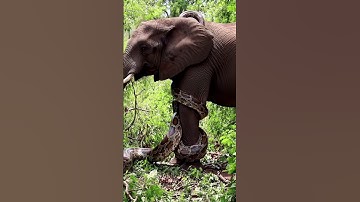 Giant python is wrapping itself around an elephant#Elephant  #GiantPython#Wildlife #shortvideo#Snake