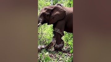 Giant python is wrapping itself around an elephant#Elephant  #GiantPython#Wildlife #shortvideo#Snake