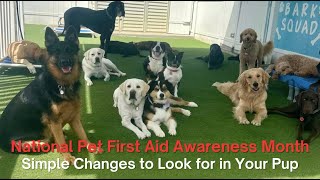 It's National Pet First Aid Awareness Month!