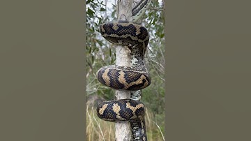 Coastal Carpet Python making climbing look effortless #australia #snakevideo #wildlife #snake #qld