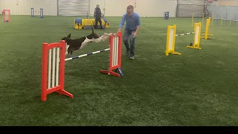 Nitro, AKC Agility; Excellent Regular Jumps with Weaves (JWW) Q3. Title run!
