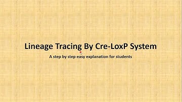 Lineage tracing by Cre-LoxP system