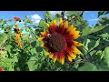 Watch this BEE suck up nectar with its LONG TONGUE on a Beautiful Sunflower