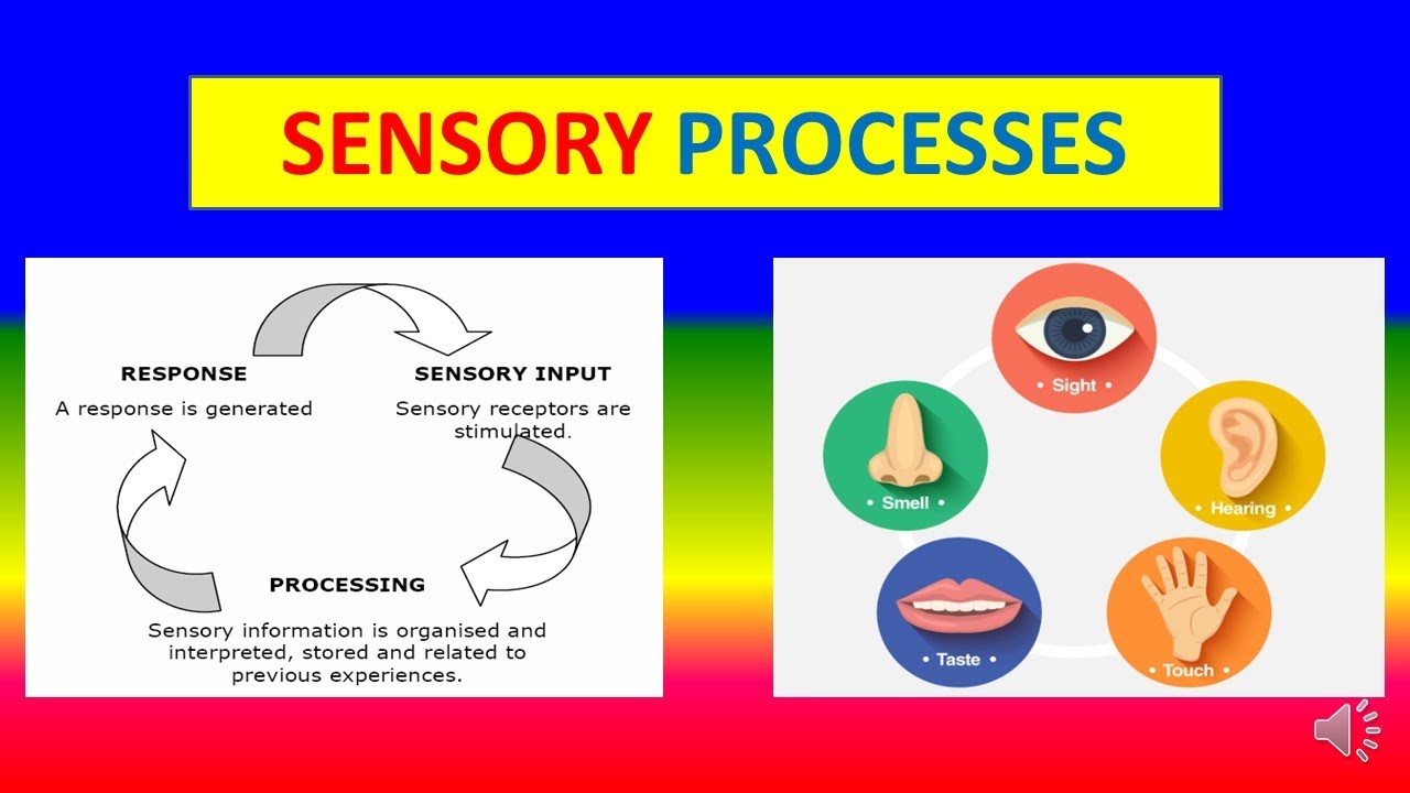 Sensory Processes Psychology Youtube