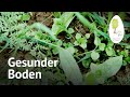 Humus aufbauen: Boden verbessern – LindenGut Landwirtschaft