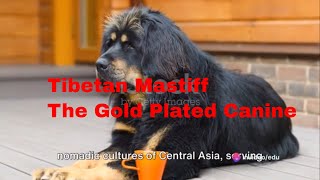 Tibetan Mastiff  The Gold Plated Canine
