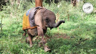 Rescue of orphaned elephant Kinyei | Sheldrick Trust