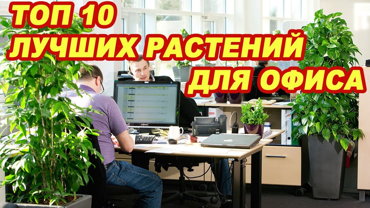 Топ 10 лучших растений для офиса