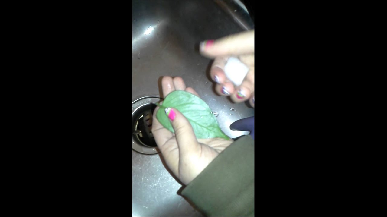 Fake snow and fake leaves! THE GOVERNMENT!