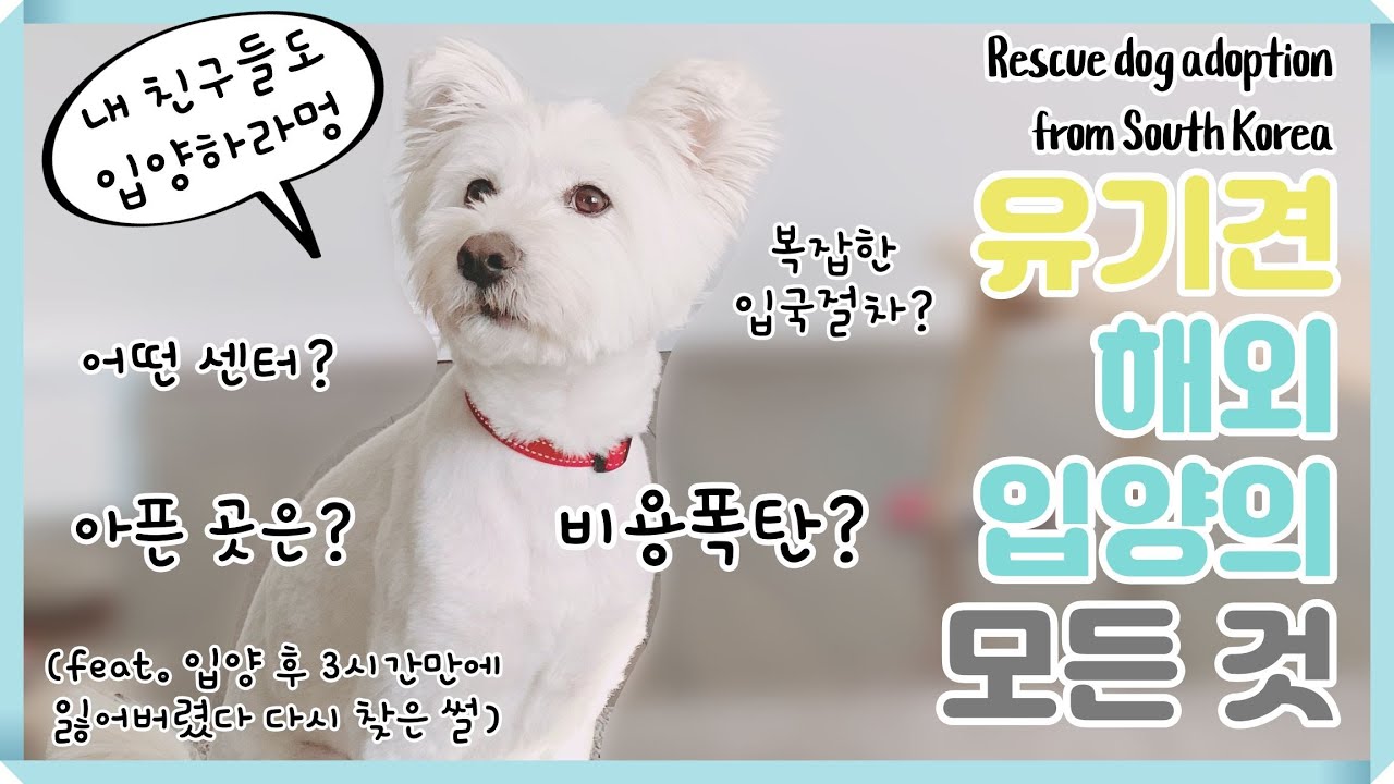 유기견 해외 입양의 모든 것 | 캐나다 및 미국 유기견 입양 | 유기견 해외 입양 비용, 절차, 센터, 사이트, 입국 절차, 건강 검진, 유기견 이동 봉사 (Feat. 유엄빠) : 네이버 블로그