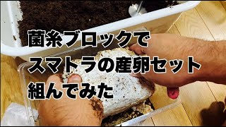 菌糸ブロックを使ってスマトラオオヒラタの産卵セットを組んでみた（菌床産卵）